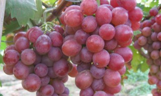 乒乓球葡萄是什么品种 乒乓球葡萄简单介绍