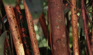 桂花的树皮是桂皮吗 桂皮是什么