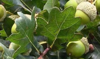 槲叶是什么 关于槲叶的介绍