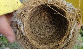 鸟窝的形状是什么 鸟窝是什么形状的