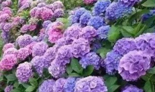 绣球花的赞美 绣球花的赞美有哪些