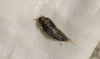 家里小黑虫怎么来的 家里小黑虫的来源