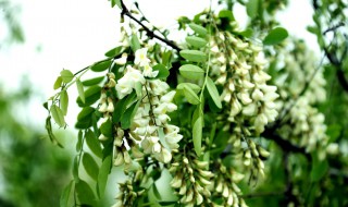 梦见槐花开满树是什么意思 梦见槐花开满树的寓意