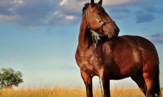 属马什么颜色最吉利 不用颜色影响属马的人