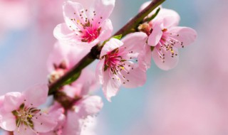 家里种桃树吉利吗 家里种桃树吉不吉利