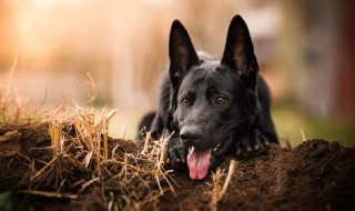 养黑狗吉利吗 养黑狗吉不吉利