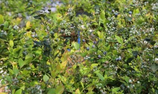 蓝莓用什么土壤种植好 蓝莓介绍