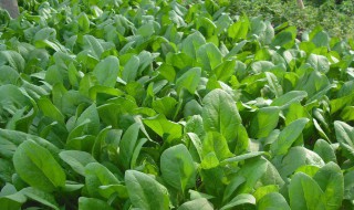 菠菜种植为什么要浸种 菠菜种植要浸种原因