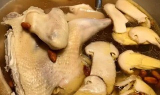 小母鸡炖汤的做法大全 小母鸡炖汤怎么做