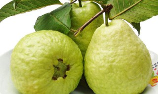 番石榴哪些人不能吃 番石榴禁忌人群