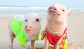 大将无帅找小组是什么生肖 大将无帅找小组是生肖猪谜底解析