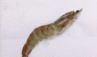 虾死了几个小时能不能吃了 虾死了几个小时是否可以吃