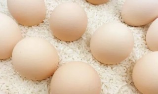 鸡蛋不能和什么存放 鸡蛋不能和如下食物一起存放