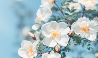 十一几点打春 十一几点打春