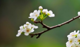 打春鸡 打春鸡的意思