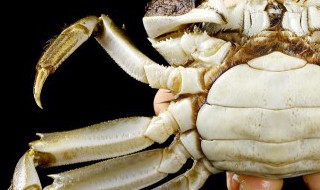 梭子蟹如何冷冻 梭子蟹怎么冷冻