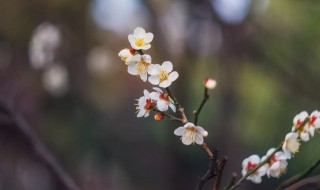 用躲春吗 躲春介绍