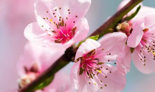 躲春真假 躲春的真假