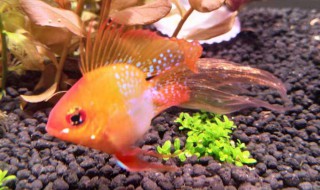 金波子怎么养 金波子如何养