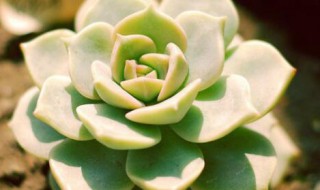 白牡丹多肉多久可以摘叶片 白牡丹多肉什么时候可以摘叶片