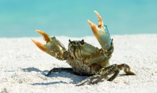 青蟹放冰箱会不会死 青蟹放冰箱会死吗