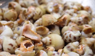 花螺可以放冰箱吗 能不能冰箱保存花螺