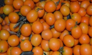 金桔怎么保存好 金桔保存方法介绍