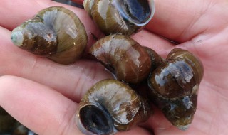 螺蛳可以放冰箱保存吗 螺蛳放冰箱行不行