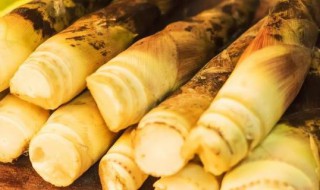 冬笋放冰箱保存方法 冬笋放冰箱保存方法介绍
