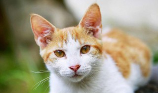 为什么女人梦见猫不好 女人梦见猫不好不好