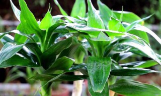 富贵竹怎么养呢 富贵竹如何养殖