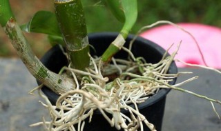 石斛怎么养殖 石斛如何养殖