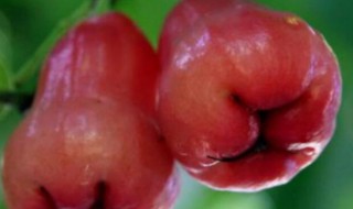 雾连水果怎么吃 莲雾的正确食用方法