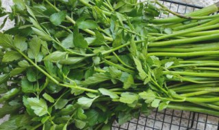 野生水芹菜可以吃吗 野生水芹菜能不能吃