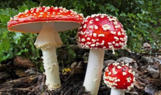 蘑菇什么样子不能吃 哪种蘑菇不能吃