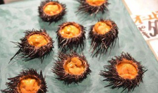 海胆发苦什么原因 海胆发苦的原因分析