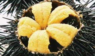 海胆什么人不适合吃 海胆的饮食禁忌