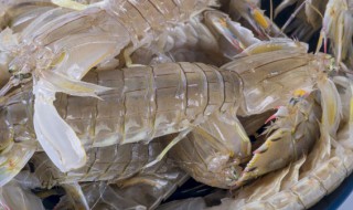 皮皮虾可以放冰箱吗 皮皮虾怎么存放呢