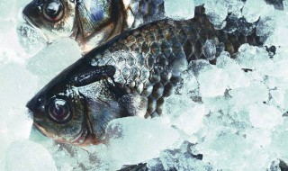 鲫鱼能放冰箱保存吗 鲫鱼能不能放冰箱保存