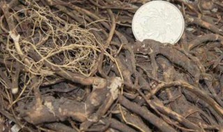 鸡骨草和什么相克的 鸡骨草不能和什么同吃