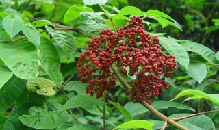 吴茱萸怎么吃 吴茱萸如何吃