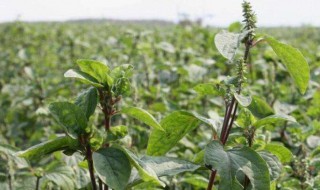 牛膝有什么作用与功效 牛膝的作用介绍