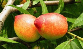 毛桃有什么功效与作用 毛桃的作用介绍