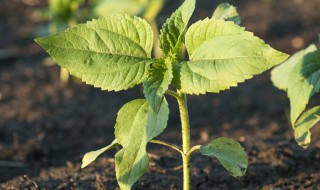 金线草有什么功效 金线草的作用介绍