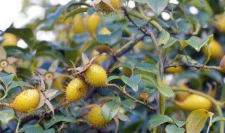 金樱子有什么作用与功效 金樱子的作用介绍