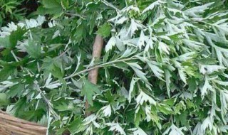 艾叶的功效和作用有什么 艾叶的功效作用介绍