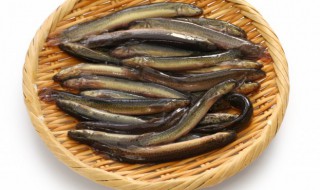 鳝鱼可以放冰箱吗 鳝鱼如何存放