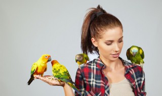 女人梦见小鸟是什么寓意 女人梦见小鸟好不好