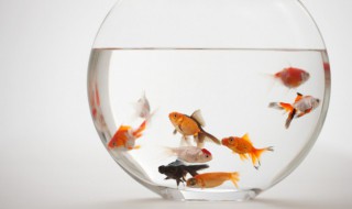 梦见许多鱼的寓意 梦见许多鱼的含义