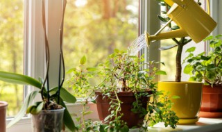 梦见种植物有什么寓意 梦见种植物的含义